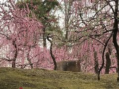 3月3日・昨日行った伏見近くの城南宮の枝垂れ梅が綺麗というので見に行く。
別旅行記あり。