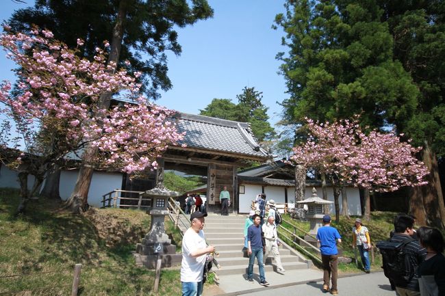 中尊寺のあたりは角館よりも南なので、まだ桜が咲いています。