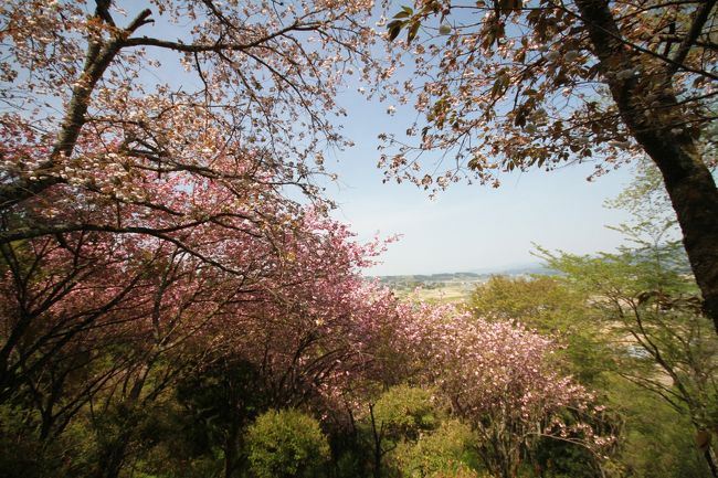 こんな感じで満開です。