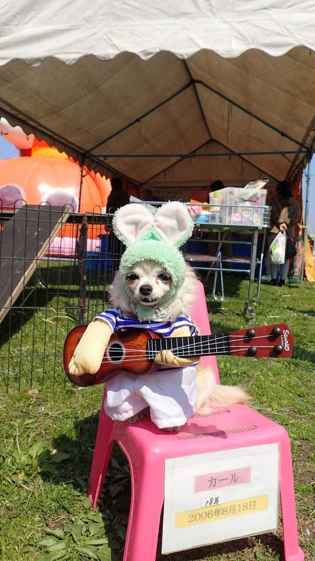 レストハウスを出たら犬が変装してました。<br />一瞬ＣＧと見紛うオシャレ犬が立っています。