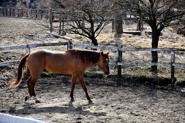 17 おんせん県 乗馬とグルメと隠れ宿 筋湯温泉 九重温泉郷 大分県 の旅行記 ブログ By Akemi さん フォートラベル 17 おんせん県 乗馬とグルメと隠れ宿 筋湯温泉 九重温泉郷 大分県 の旅行記 ブログ By Akemi さん フォートラベル