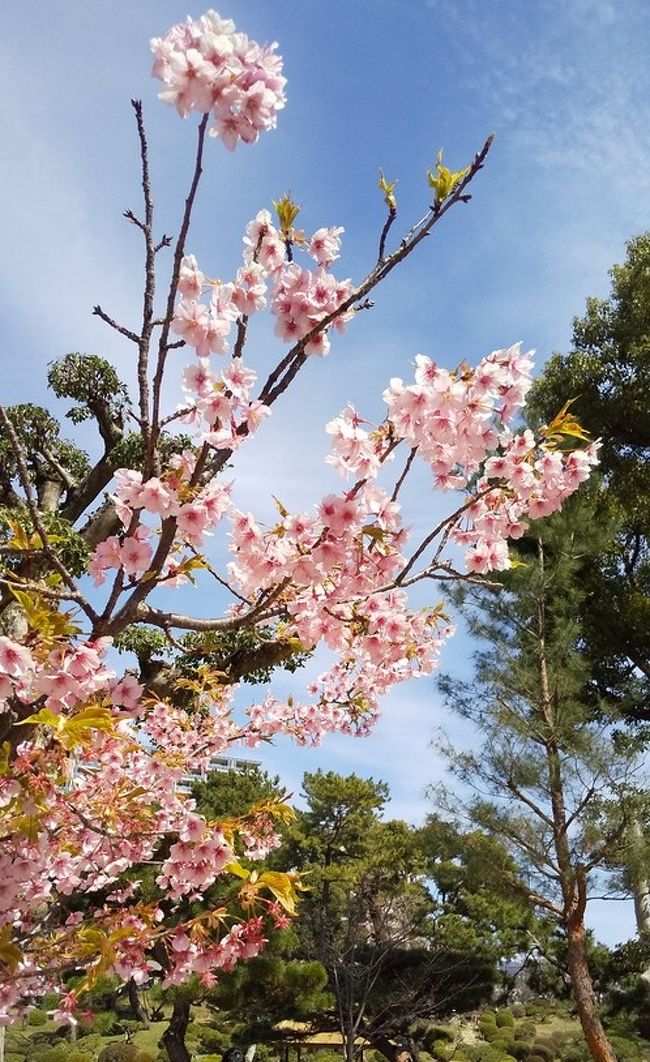 春めくひろしま花巡り 縮景園 広島市 広島県 の旅行記 ブログ By Momoneneさん フォートラベル 春めくひろしま花巡り 縮景園 広島市 広島県 の旅行記 ブログ By Momoneneさん フォートラベル