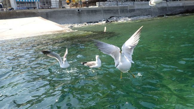 ざっぱ船からえびせんを投げるとウミネコが寄ってきます。