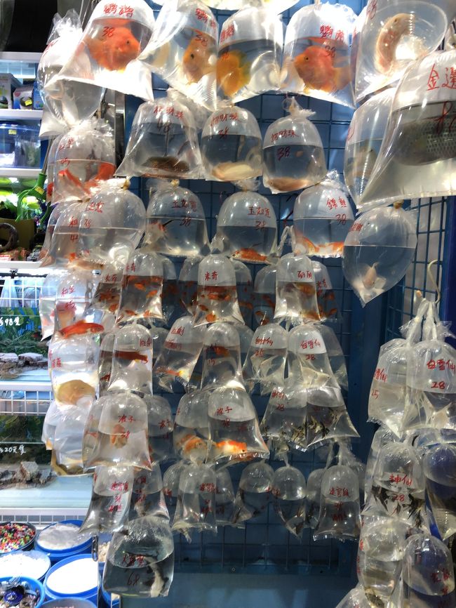 本当に袋に金魚！！<br />このまま歩いて 雨の女人街へ～<br />…雨すぎて、昼過ぎだし、買物客はいなーい<br />で、ホテルに戻り ビショビショのスニーカーを<br />ドライヤーで乾かす…(*_*)