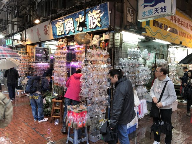 雨の中、金運を求めて$<br />金魚ストリートへ