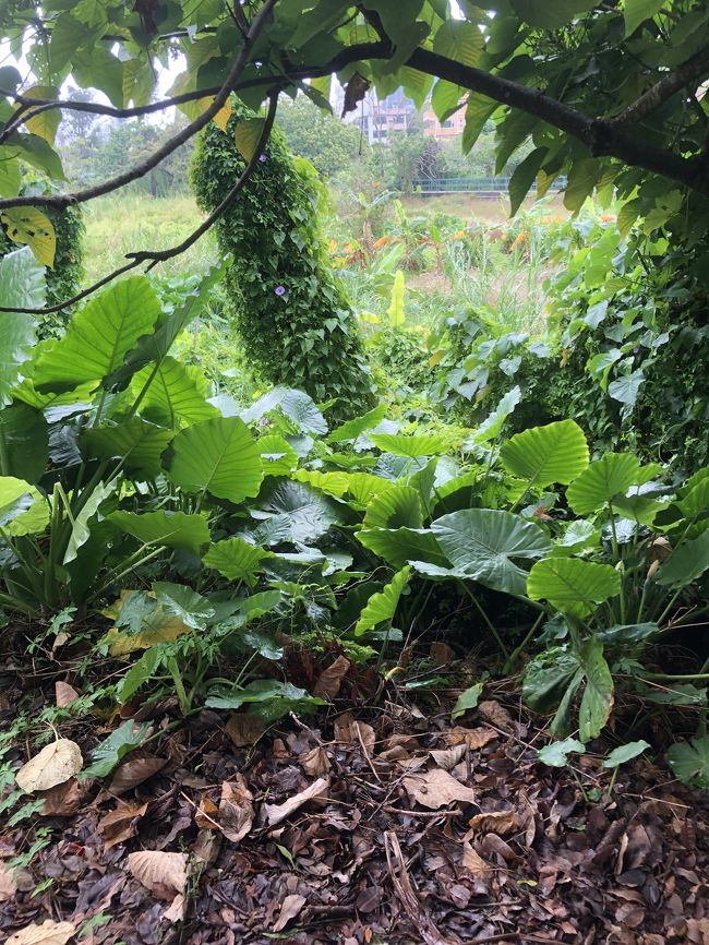 トトロの葉っぱ<br />