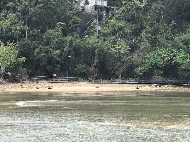 この岩みたいなの見える？これ全部大きい野犬の犬