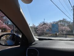 伊豆高原駅のまわりの桜がいい感じらしい。

