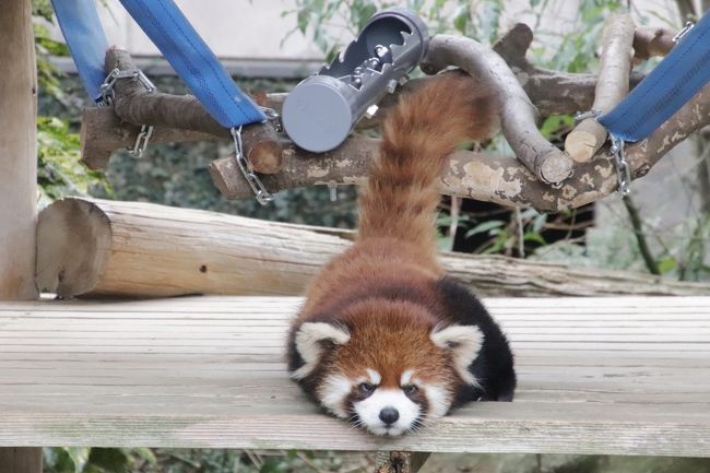 福岡長崎レッサーパンダ遠征５泊４園めぐり ５ 大牟田市動物園 Hello レッサーパンダのレイくん 念願のレンくんとまいちゃんの男の子はママにアタックの連続 キリンのハズバンダリートレーニングは中止だったけど生き生きした姿が見られた園の工夫 妙に
