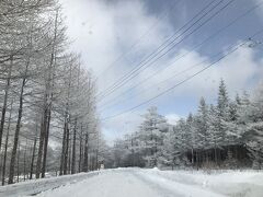 駐車場に到着。
時間がギリギリになった上、駐車場が満車で
係りの人に聞くも「宿に聞いてくれ」と言われ
早速電話して雪上車には少し待ってもらい
なんとか雪上車に乗り込むことができました。
スキー客でごった返しているので誘導員も
あまりよくわかっていない感じでした。

駆け込み乗車だったので、一人助手席に座る
ことになり、なんと私がそのお席に（笑）
最初は少し怖かったけれどスキー場の中を進む
雪上車に乗るのは気分爽快！
しかもスキー客になぜかドヤ顔（笑）
スキー場を過ぎて山林の中を進みますが
上に行くにつれ、樹氷が見事になっていきます。
天気が良いので空の青と雪の白のコントラストが
美しすぎる！！！


