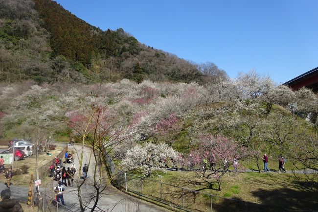 高尾梅郷 木下沢梅林 梅まつり ２０１９ 高尾 八王子 東京 の旅行記 ブログ By Takeおじさん フォートラベル