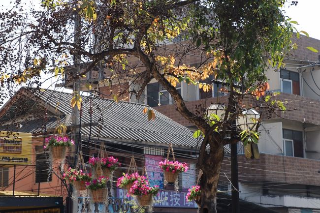 街中も 飾られています