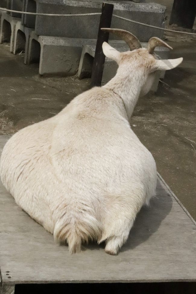 やっと地元の埼玉こども動物自然公園 北園 仲良しコツメカワウソ家族のスパルタ教育や適度な人混みで楽しかったなかよしコーナーから地上で寝るようになったレッサーパンダの可愛い寝顔まで 東松山 埼玉県 の旅行記 ブログ By まみさん フォートラベル