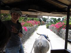 3日目
竹富島へ渡り一日遊びます。
先ずは「竹富観光センター」の水牛車での島内一周へ
女性のドライバー？さん。
道の周りはブーゲンビレアが綺麗な色を出している。