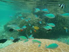 午後のシュノーケルの場所は、島の東側にある吉野海岸が面白い
遠浅でサンゴが沢山あるので魚の種類も多い。
