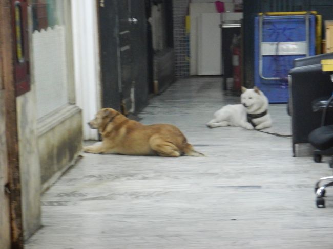 雑居ビルの番犬ちゃん。退屈そう・・・