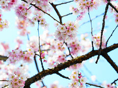 名古屋市東区の白壁エリア、文化のみちといわれるかいわいに桜をみにいきました。