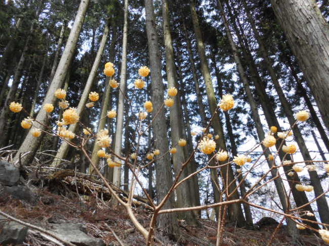 杉の木立の中にミツマタの花が多数咲いていました。