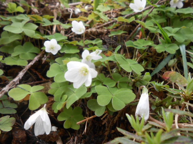 山野草をみつけながら下山するのも楽しみの一つでした。