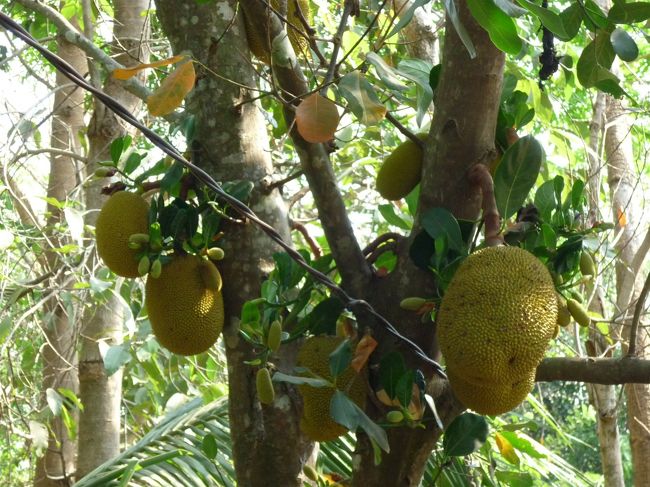 果物の王様ドリアンの実に似た果物らしい。