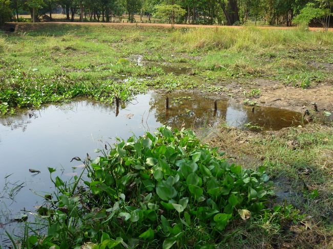 水はかなり枯れているとのこと。