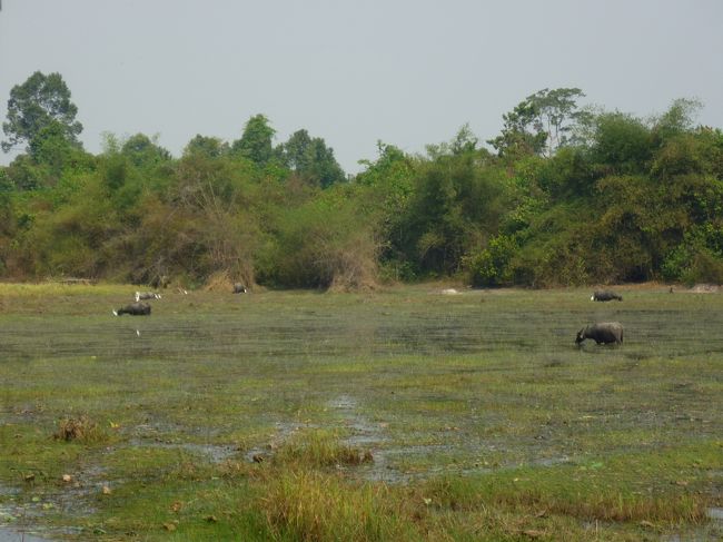水牛。<br />水の減った水飲み場。暑そう。