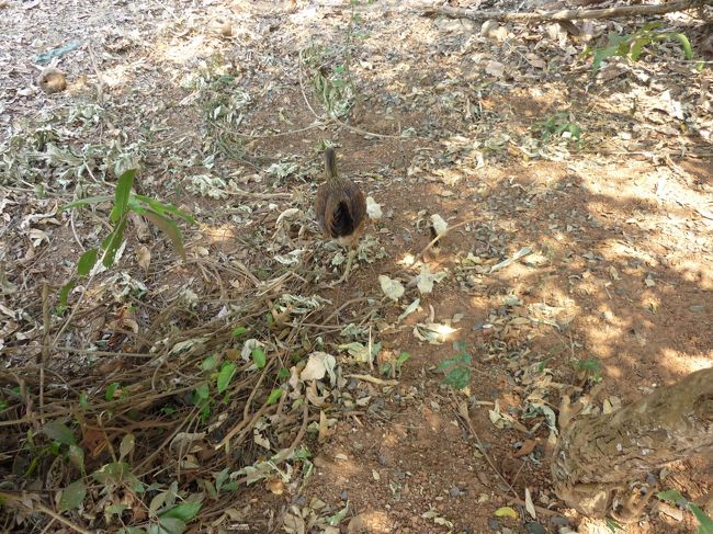 森の中の鳥。あちこちにひながいた。<br />今は乾季で草も刈れている。