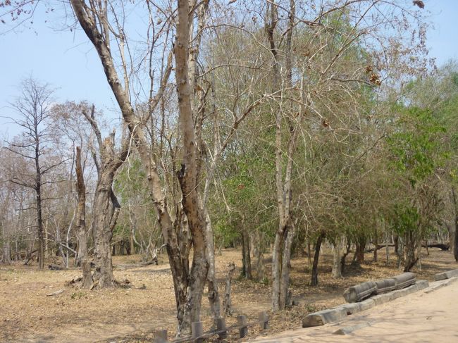 道の両脇の木々も枯れて葉っぱがない。<br />きっと11月ごろは、素晴らしい景色のはずだ。気温も30°以下くらいらしい。