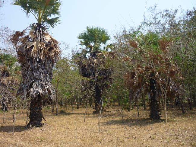 素晴らしい枯れ具合。