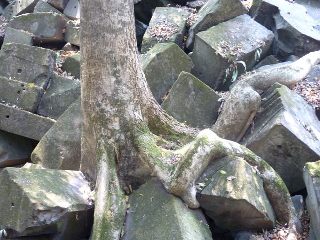 ここは木の根の影響がありそうだ。