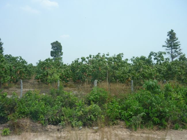 あちこちにマンゴやカシューナッツが栽培されている。