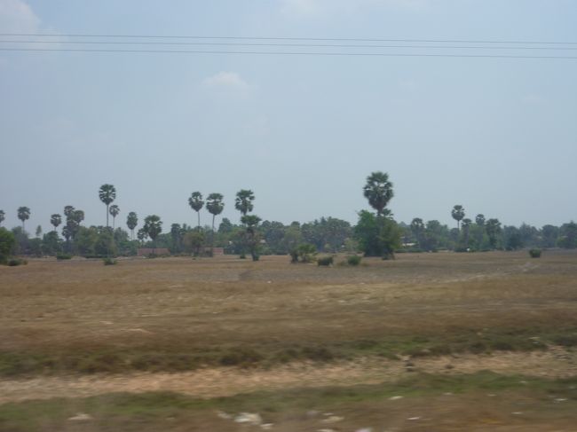 こんな風景は見たことがない。<br />栽培されているのかどうかもわからない。栽培するならもっとたくさん植えるはずだが・・。<br />自然に生えたのだろうか。