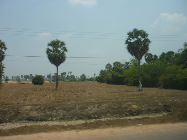 ガイドさんによれば、上に手のひらを広げたようになっているのがヤシの木らしい。<br />