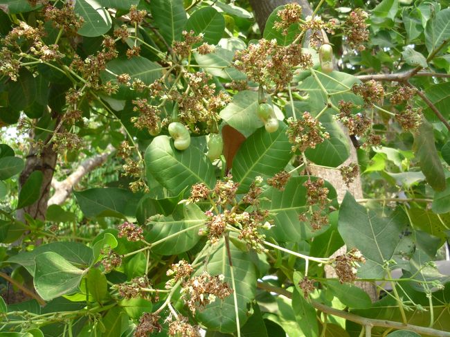 これはカシューナッツの実。<br />カンボジアでは結構栽培されているようだ。<br />しかし、店でも値段は結構高い。