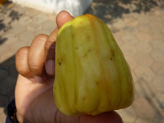 これがカシューナッツですとガイドさんが見せてくれた。<br />実の方ではないようで、これも食べることができるそうだ。