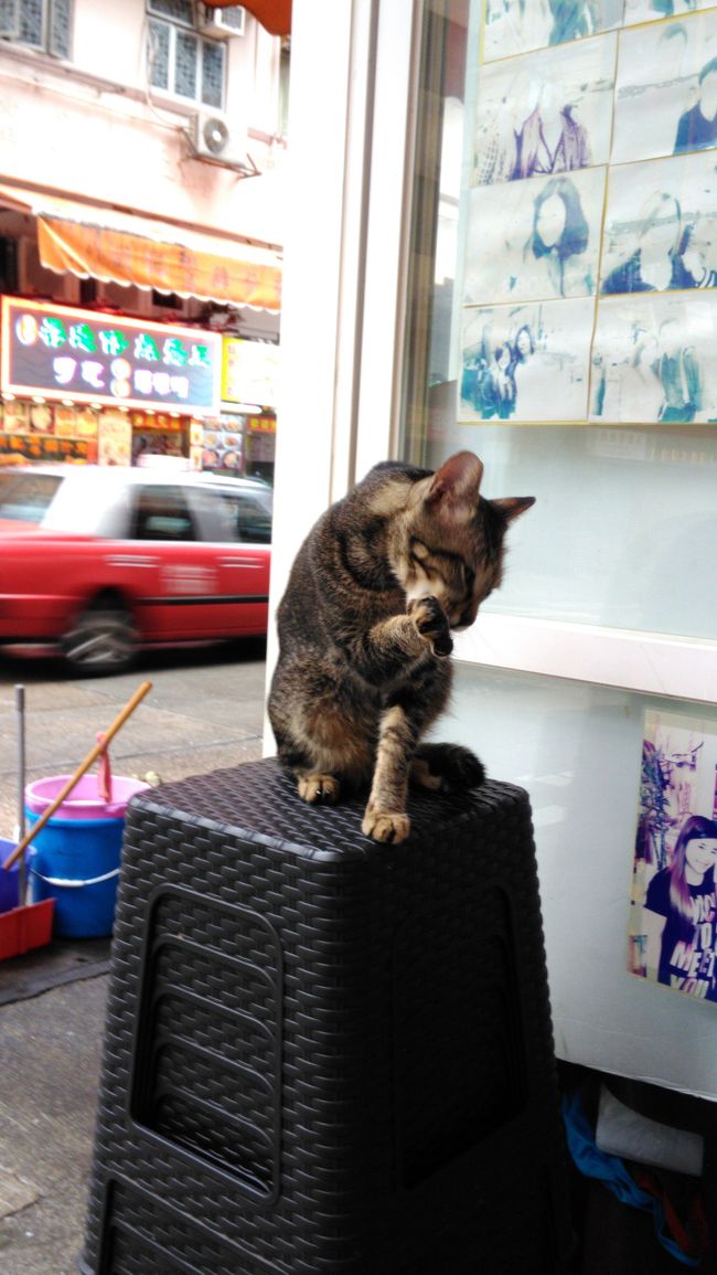 看板ネコもいます