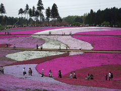 芝桜の丘（羊山公園）を散策