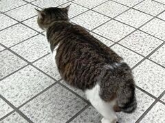 やっと出会えた道後ニャンコ(=^・^=)

猫のにおいがするのか私の方にばっかり寄って来るので、
他の人の迷惑になるかなと、早々に退散します