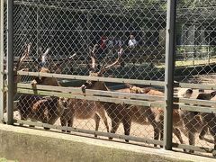 神使とされる日本鹿が飼育され、神宮の社名が「香島」から「鹿島」に変化したのは、神使の鹿に由来するといわれている。
