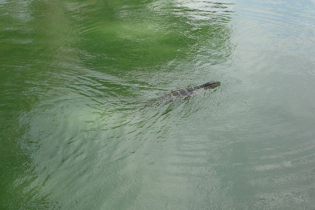 諦めたところで、それほど大きくないオオトカゲが泳いで行きました。