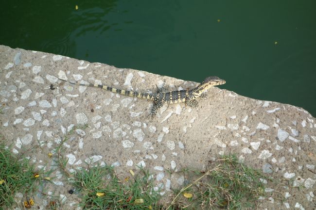 子どももいました。繰り返し舌をペロッと出していました。