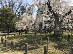 出町柳から半木の道など散策しながら１時間ほど歩いて、桜の名木が多いという「上賀茂神社」に着きました。これは「御所桜」だったと思います。