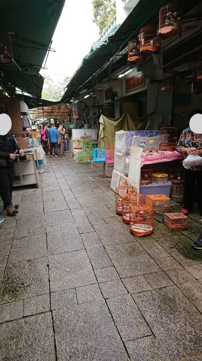 このストリートは全て小鳥屋さんです。