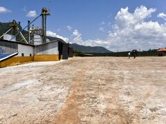【ブラジルのスペシャルティコーヒーの里：カルモ・デ・ミナス】

このでかい空き地で、収穫したコーヒー豆を自然乾燥（天日干し）。