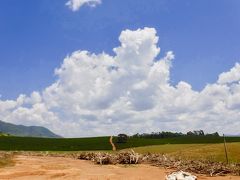 【ブラジルのスペシャルティコーヒーの里：カルモ・デ・ミナス】

向こうに見えるのが、コーヒー園.......ブラジルならではのでかい空........美しい光景です。