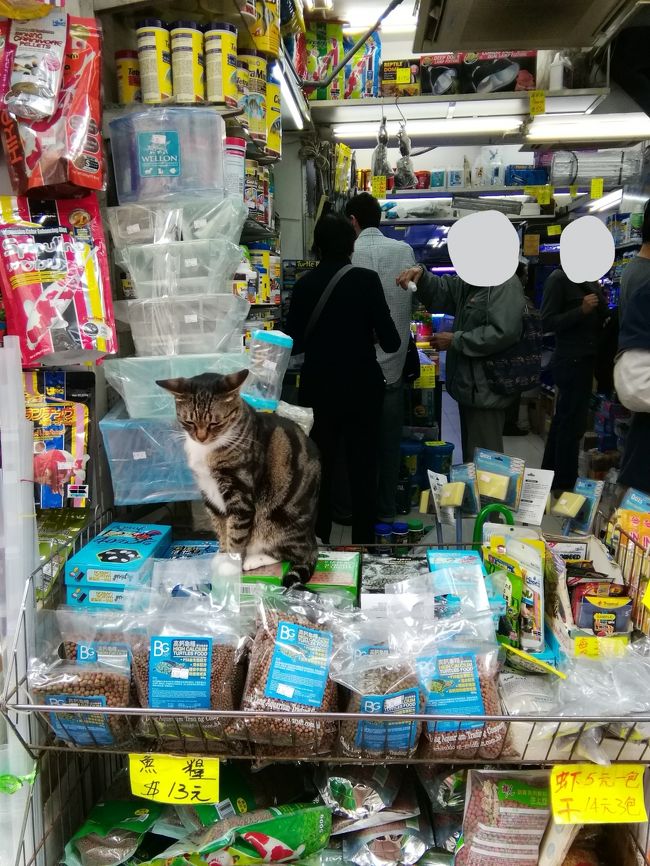 ウツラウツラしてる可愛い仔を見ながら