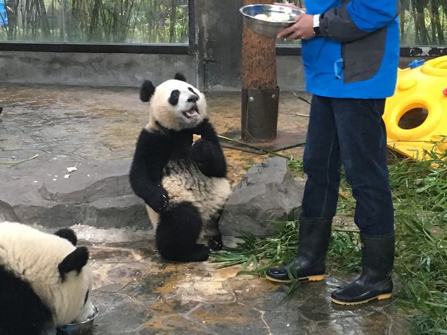 19ジャイアントパンダ鑑賞記録 はじめての海外完全一人旅 上海野生動物園に行ってきました２ 上海 中国 の旅行記 ブログ By Yayoさん フォートラベル