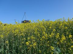 花見櫓と菜の花