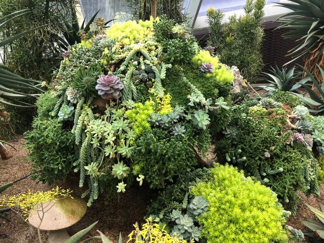 フラワードームを出てクラウドフォレストに入ろうとしたら、娘②が「チケットが無い。」と言い出しました。<br />ポケットもカバンも、ひっくり返したけど出てこない。<br />どうやら落としてしまったようです。<br /><br />娘②が「私は外で待ってるからいい。」と言い出しました。<br />それでは私と娘①が楽しめないので、再びチケット買う事にしました。<br /><br />その前にダメもとで、クラウドフォレストの入口係の方に<br />「彼女はフラワードームの中で、チケットをなくしました。」<br />「彼女は私の娘です。」<br />「私はチケットのレシートを持っています。」<br />と相談してみました。すると<br />「フラワードームの中で撮った写真を見せて」<br />と言われ、見せるとレシートにハンコとサインをして、クラウドフォレストに入場させてくれました。<br /><br />良かったー^^ ！ありがとうございます。