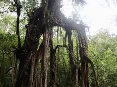 ヴィラをチェックアウトして前回と同じスガちゃんのカーチャーターで植物園に来ました
このガジュマルのパワーがすごいらしい